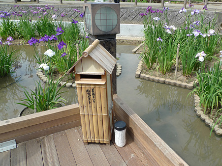 みやこ町豊津運動公園内の花菖蒲公園(17)