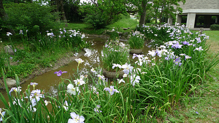 観世音寺(4)花菖蒲