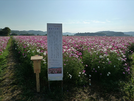三光コスモス園(13)