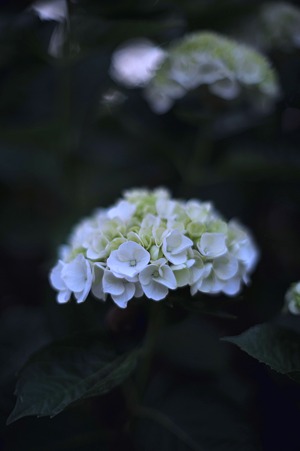 DSC_4182m