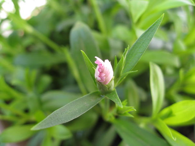 ２０１１年２月２７日のなでしこの蕾です Gardening Flower Buds Engei Pho 写真共有サイト フォト蔵