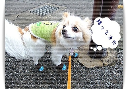 降ってきた