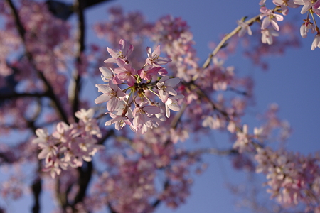 草加の枝垂れ桜