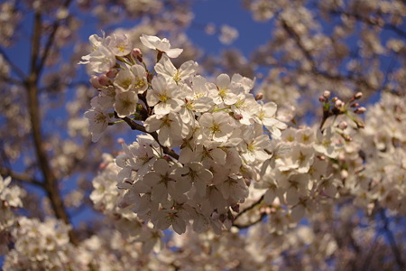 夕日を浴びるソメイヨシノ (3)