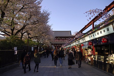 春の浅草寺