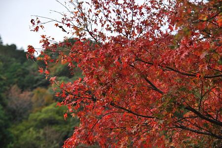 2010年・紅葉のR371-5