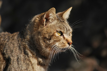 童謡の園・猫3