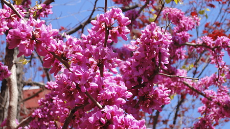品川宿の桜