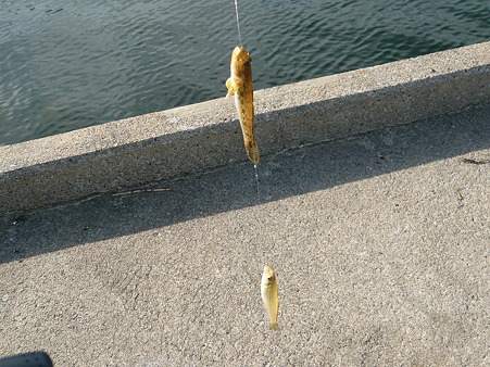 鹿之介の釣行記 (4)