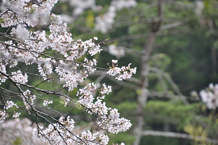 桜淵公園