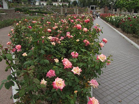 sIMG_1255