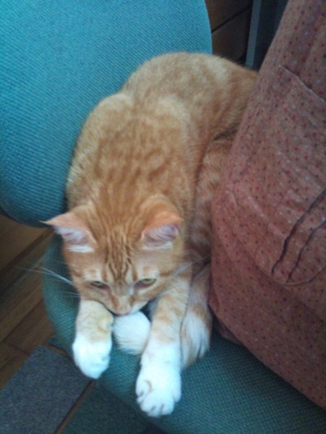 Genicolover おわぁああ じたばた 可愛いのぅ堪らんのぅ うちのぬこで 写真共有サイト フォト蔵