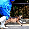 Photos: すご～い！ピューマの赤ちゃんと散歩って