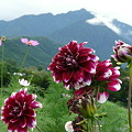 山とダリア