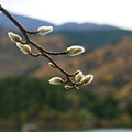 もう新芽