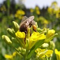 日本ミツバチの飼育