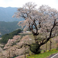 高知の桜