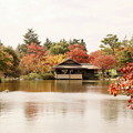 2014年　昭和記念公園の紅葉