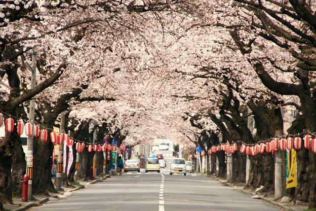 Photos: 満開の桜並木道(2009)