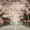 満開の桜並木道(2009)